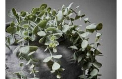 Eucalyptus Trailing -Broste Copenhagen Shop eucalyptus trailing1
