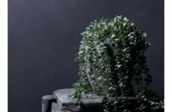 Eucalyptus Trailing -Broste Copenhagen Shop eucalyptus trailing2