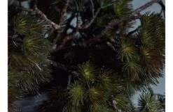 Pine Branch Dusk Faux Stem -Broste Copenhagen Shop p i pine branch 2