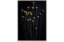 Still Life 01 (Yellow Drumsticks) By Pia Winther 30 X 40cm Print