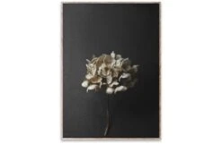 Still Life 04 (Hydrangea) By Pia Winther 30 X 40cm Print